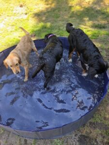 pups playing in pool in HOT heat!